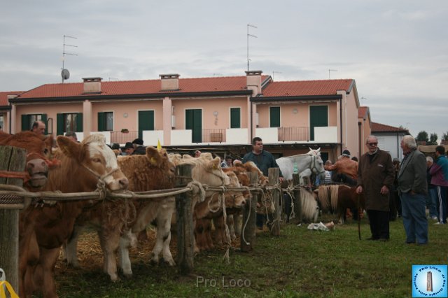 Fiera del Bestiame (13).JPG